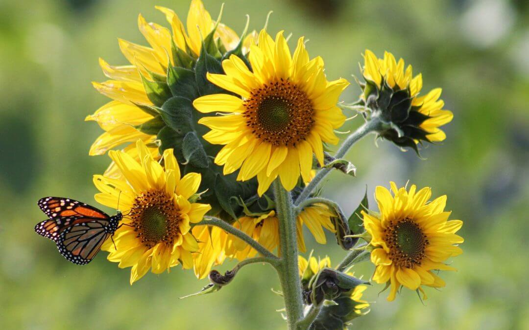 El Aceite de Girasol