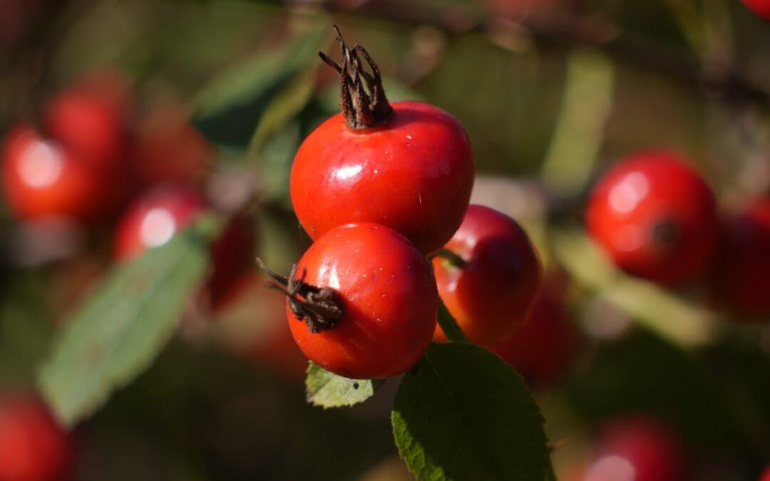 Aceite de Rosa Mosqueta
